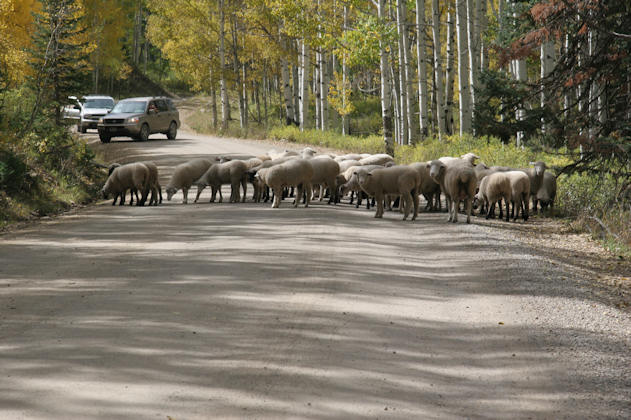 sheep crossing the road