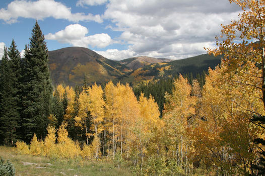 aspens and mountains