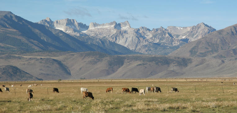 Cows enjoy the view of the Sierras